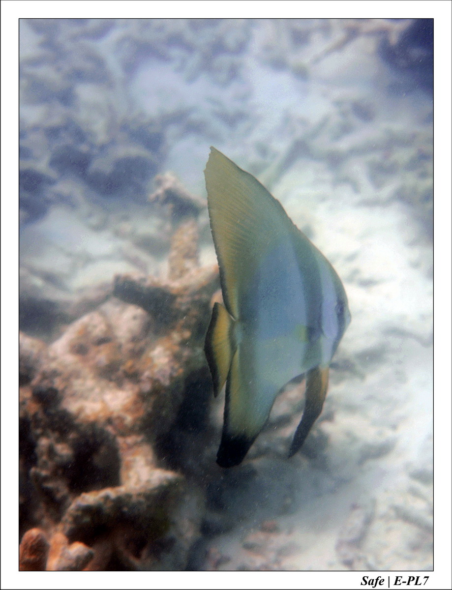 2018 - 08 - Pulau Besar - 05